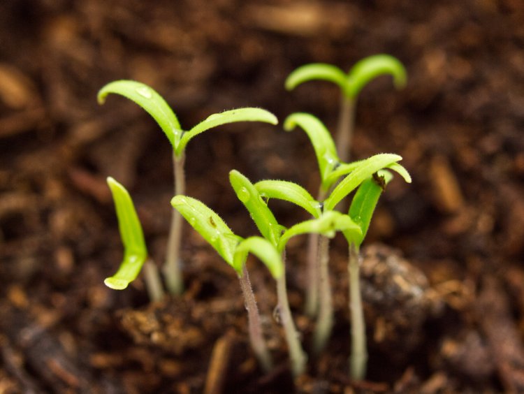 Tomato plant sprouts with water droplets on them