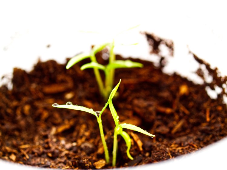 Green pepper sprouts macro picture