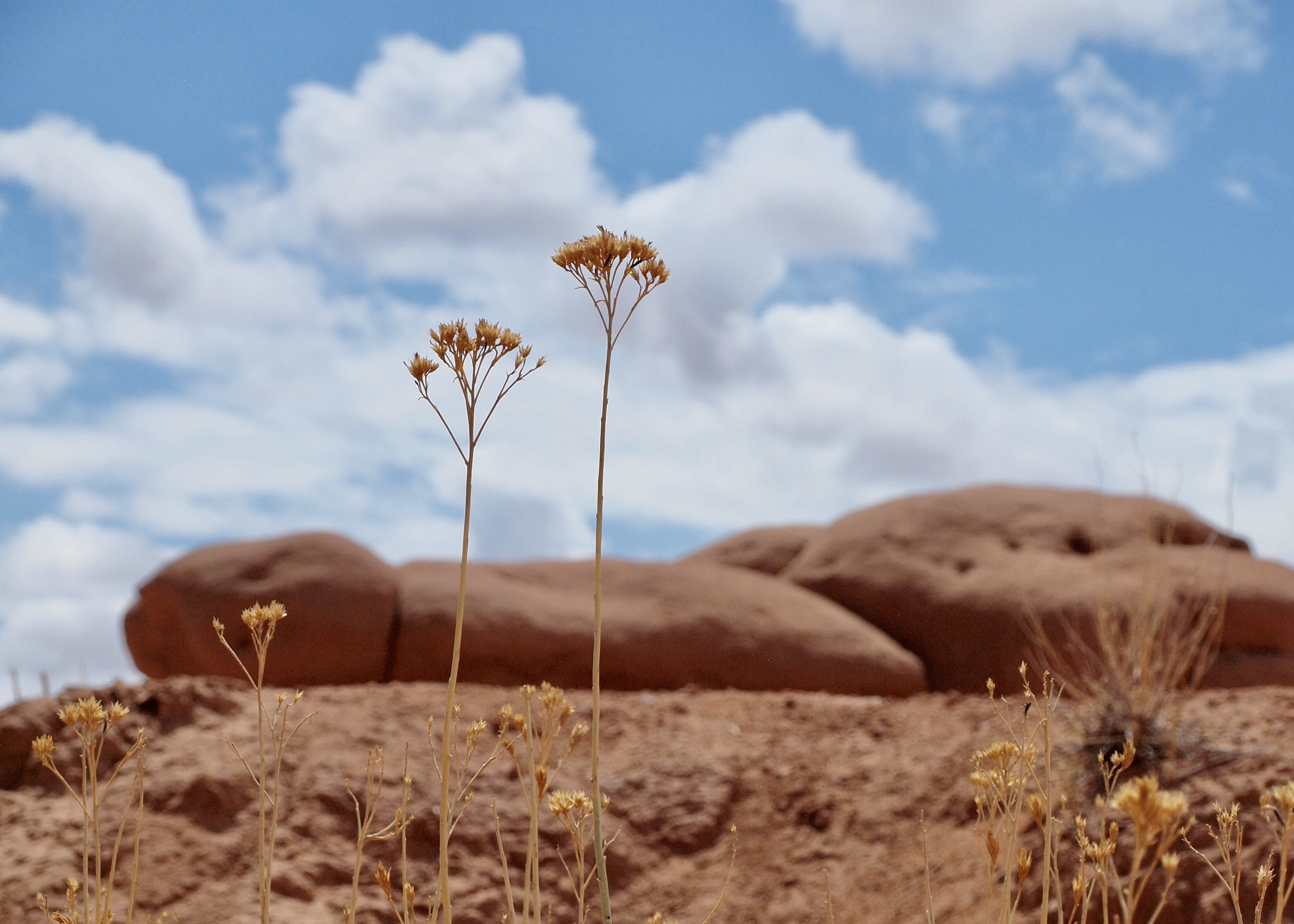 desert flowers against rocks