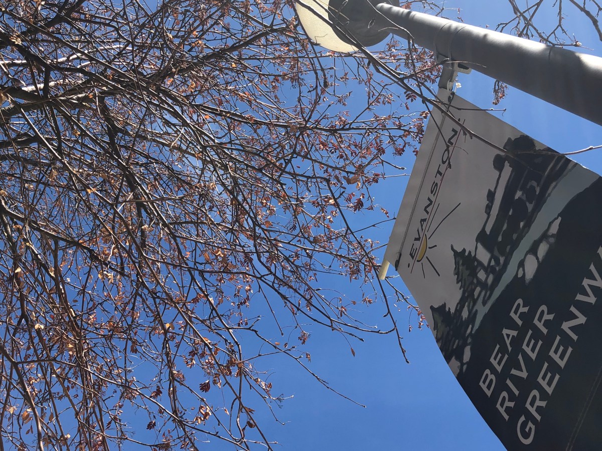 Sorry About Your&nbsp;Dog