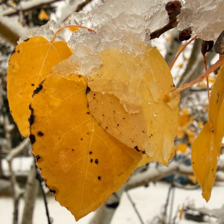 Autmn aspen leave with a touch of icy snow on it