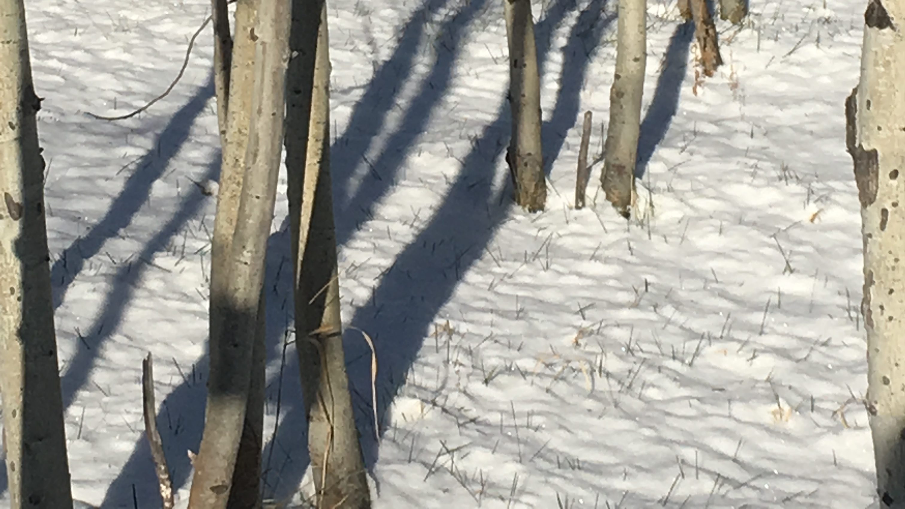 Aspens casting shadows on the snowy ground