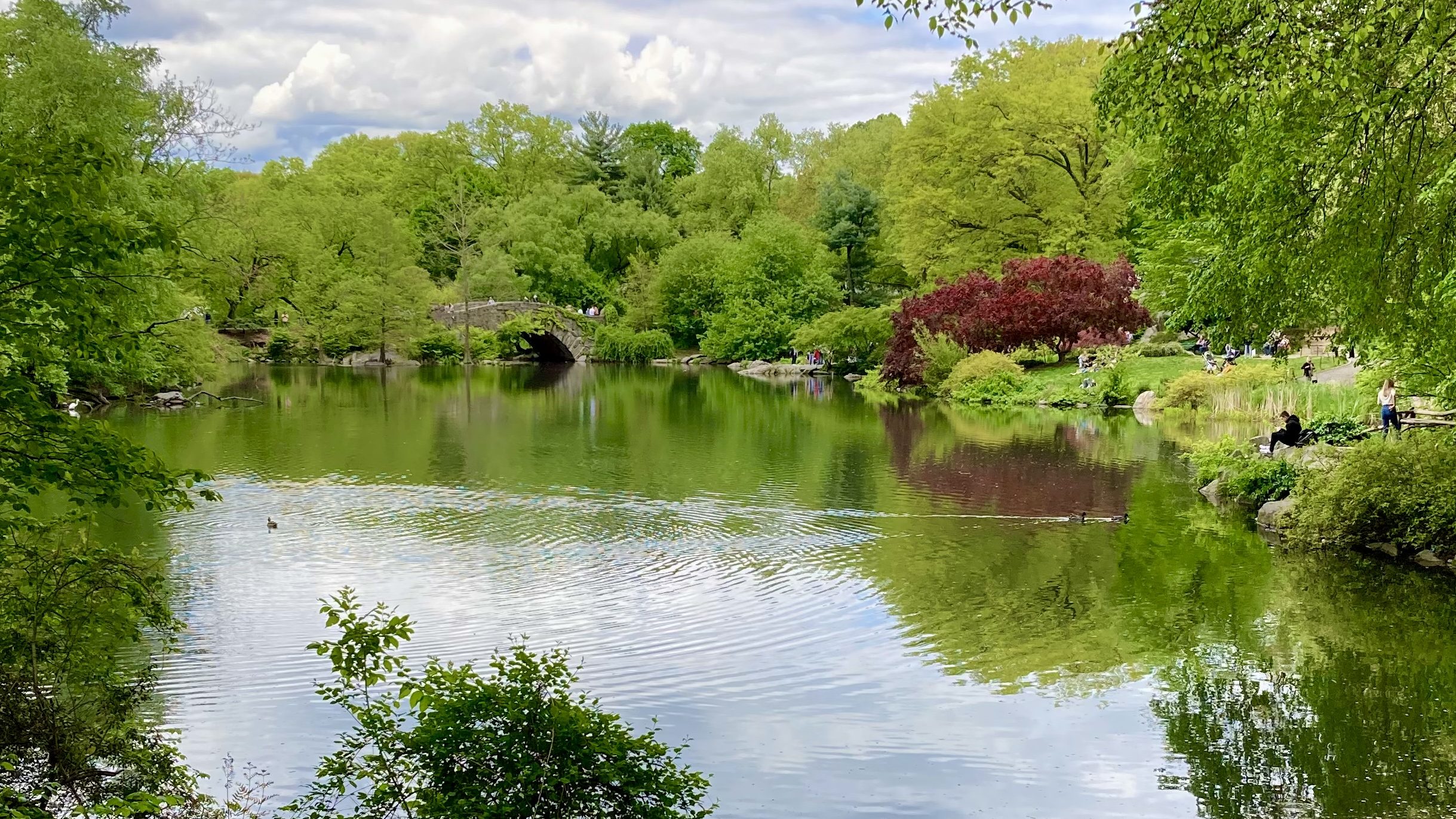 On The Pond at Central Park with leafy trees reflecting in the still green waters