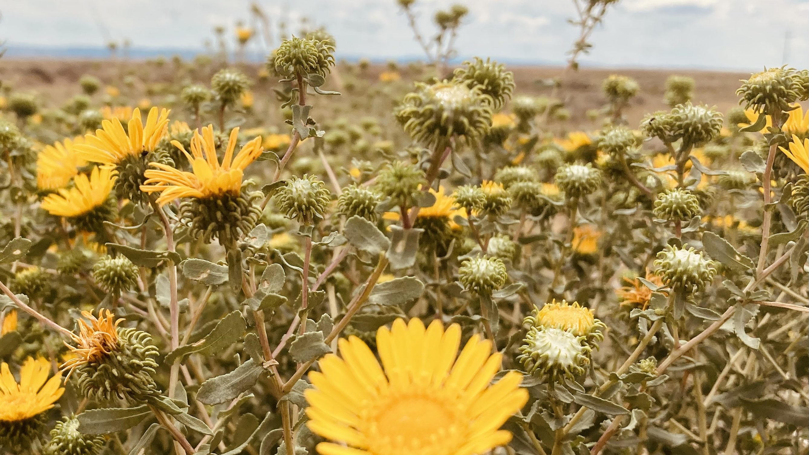 Small dandelions flowers