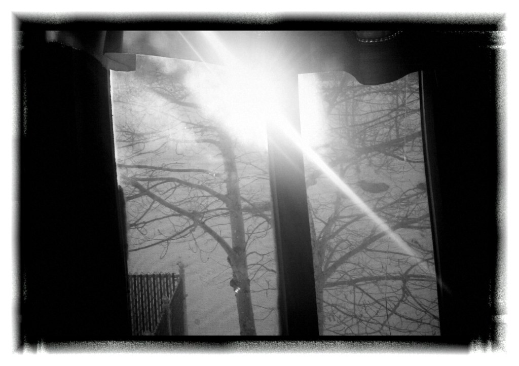 Lens flare through tree in black and white